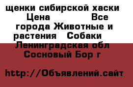 щенки сибирской хаски  › Цена ­ 10 000 - Все города Животные и растения » Собаки   . Ленинградская обл.,Сосновый Бор г.